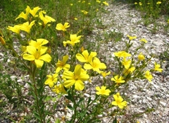 Linum flavum