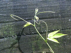 Passiflora platyloba