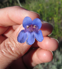 Penstemon cyananthus