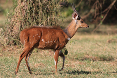 Tragelaphus scriptus bor