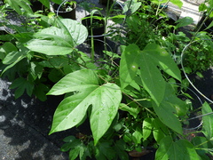 Passiflora platyloba