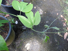 Passiflora platyloba