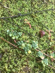 Sedum oreganum