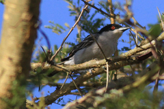 Dryoscopus gambensis