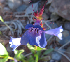 Penstemon cyananthus