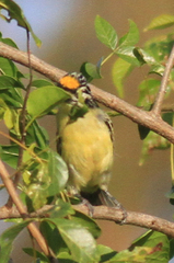 Pogoniulus chrysoconus