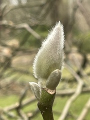 Magnolia denudata