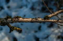 Vuilleminia comedens