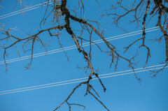 Vuilleminia comedens