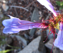 Penstemon cyananthus