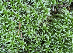 Sphagnum girgensohnii