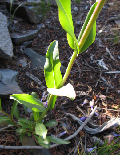 Image of Penstemon cyaneus by (c) Wendy McCrady, some rights reserved (CC BY)
