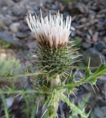Cirsium cymosum