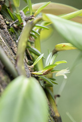 Maxillaria uncata
