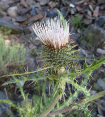 Cirsium cymosum