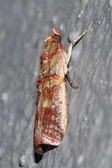 Hypargyria metalliferella