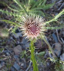 Cirsium cymosum
