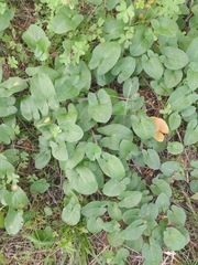 Arisarum