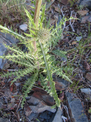 Cirsium cymosum