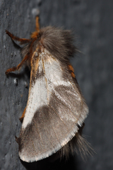 Thaumetopoea apologetica