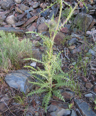 Cirsium cymosum