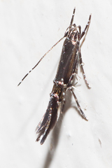 Cosmopterix