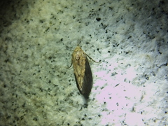 Hypocala deflorata
