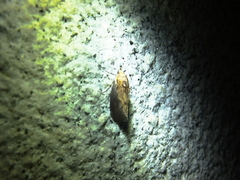 Hypocala deflorata