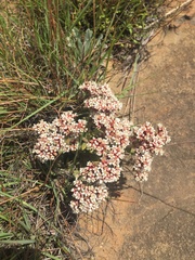 Crassula tabularis