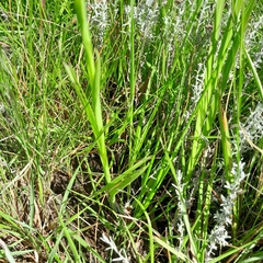 Habenaria filicornis