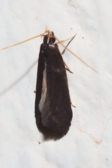 Lecithoceridae