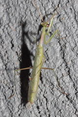 Miomantis