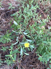 Crocanthemum corymbosum
