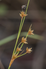 Bulbostylis junciformis