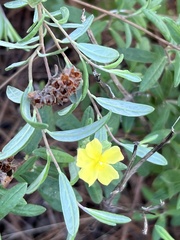 Crocanthemum corymbosum