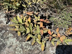 Crassula perfoliata