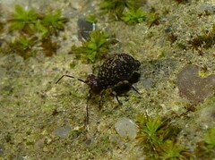 Ptenothrix italica