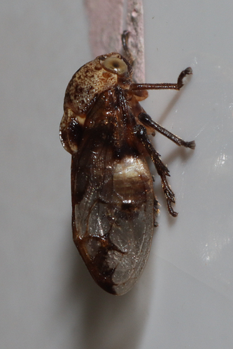 Enderleinia bispina