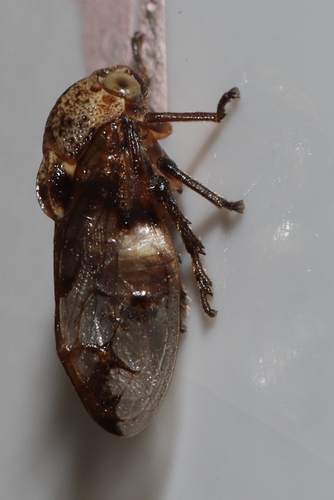 Enderleinia bispina
