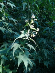 Ripariosida hermaphrodita