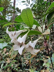 Singaporandia macrophylla