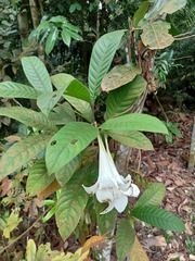 Singaporandia macrophylla