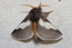 Thaumetopoea apologetica