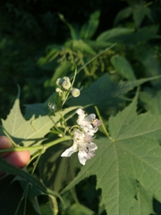 Ripariosida hermaphrodita