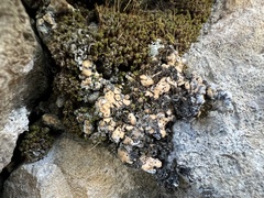 Psora decipiens