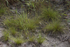 Bulbostylis junciformis