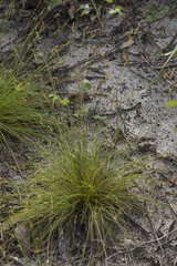 Bulbostylis junciformis