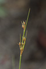 Bulbostylis junciformis