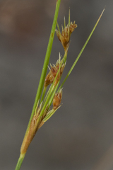 Bulbostylis junciformis
