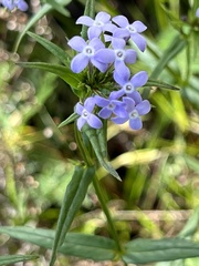 Conostomium natalense